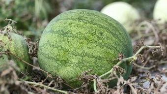 兰州学院吃瓜,吃瓜群众眼中的校园生活剪影