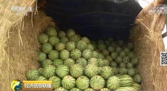 板力瓜怎么吃,解锁美味新体验