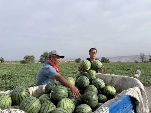 邦邦每天吃瓜,揭秘他的健康生活秘诀