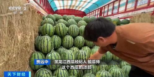 华耀城吃瓜,一场吃瓜盛宴背后的故事