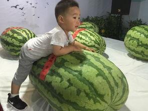 枣庄吃瓜事件,一场网络热议背后的真相与反思