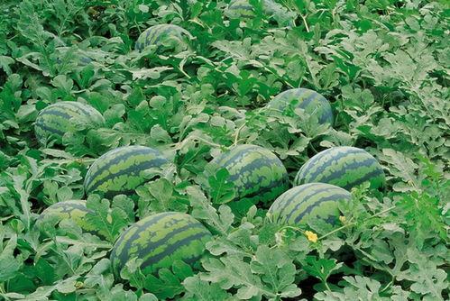 吃瓜益阳师范,吃瓜群众视角下的益阳师范生活剪影