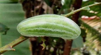 摘野瓜吃,自然馈赠的味蕾盛宴