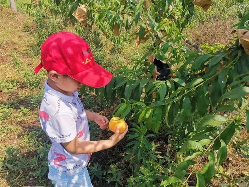 吃瓜君团团,揭秘娱乐圈那些不为人知的幕后故事