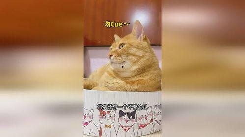 吃瓜猫爆料,娱乐圈最新猛料大揭秘！